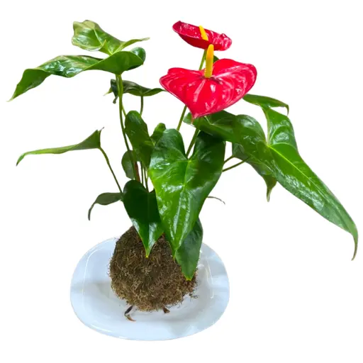 Kokedama anthurium 